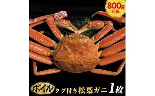 ＜10/1～寄附額改定＞【ボイル】タグ付き　松葉ガニ　大1枚（800g前後）◇【着日指定不可】※2025年11月上旬～2026年3月下旬頃に順次発送予定《かに カニ 蟹》