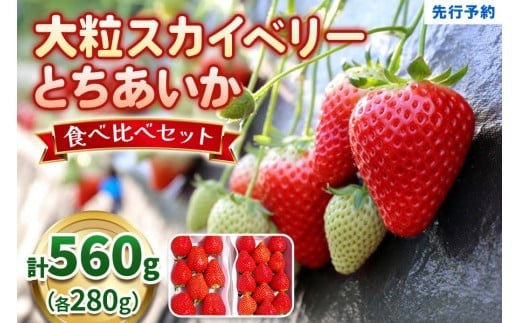 【1月以降発送】大粒スカイベリー＆新品種とちあいか 食べ比べセット 560g 澳原いちご農園  | いちご 苺 イチゴ フルーツ 果物 産地直送 栃木県産