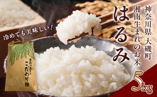 【R7年新米5kg】湘南生まれのお米「はるみ」〈出荷時期:～2025年12月26日出荷終了〉【 神奈川県 大磯町 米 お米 白米 白飯 コシヒカリ キヌヒカリ 交配種 新米 前日精米 特別栽培米 甘み 期間限定】
