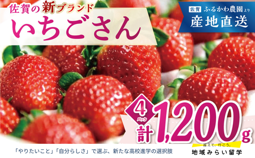 画像はイメージです。実際のお届けは1,200g(300g×4箱)。【2026年2月頃発送予定】の先行予約のお品になります。