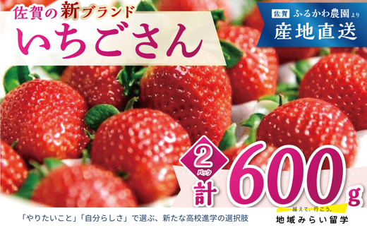 画像はイメージです。実際のお届けは600g(300g×2)。【2026年2月頃発送予定】の先行予約のお品になります。
