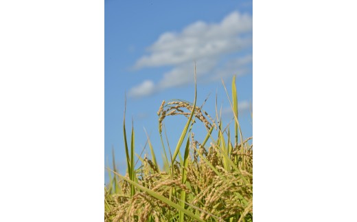 A241 【令和7年産】 ゆめぴりか （ 玄米 ） 栽培期間中農薬化学肥料不使用 5kg