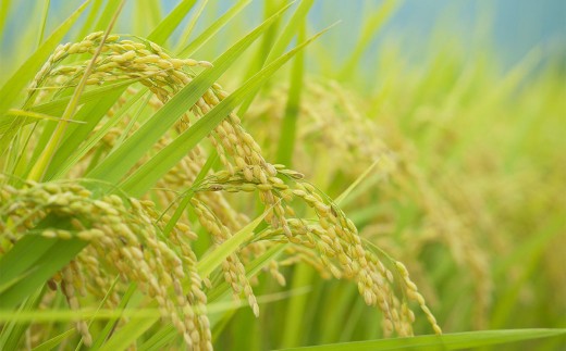 福岡県 香春町 採銅所産 夢つくし 5kg×2袋 計10kg 精米 白米 お米 HAN