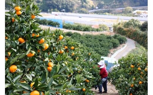 静岡県のふるさと納税 三ヶ日みかん（早生温州）4kg【2025年11月上旬から12月上旬順次発送】