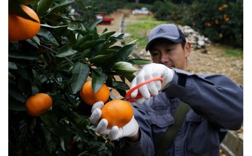 静岡県のふるさと納税 三ヶ日みかん（早生温州）4kg【2025年11月上旬から12月上旬順次発送】