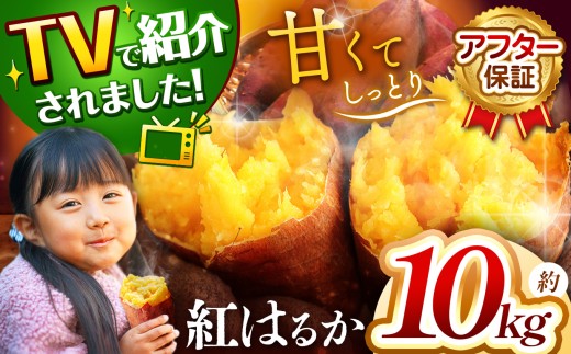 甘くておいしい！べにはるか 10kg  先行予約 ＜ 2025年9月中旬より順次発送予定 ＞｜ さつまいも サツマイモ 芋 いも 野菜 紅はるか べにはるか 1kg 5kg 10kg