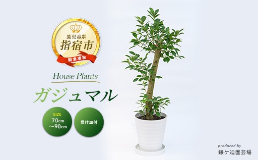 【観葉植物】ガジュマル70cm～90cm(鎌ヶ迫園芸場/016-1389) 観葉植物 植物 鉢付 インテリア 室内 オフィス おしゃれ プレゼント ギフト 開店祝い 移転祝い マイナスイオン【配送不可地域：北海道・沖縄県・離島】