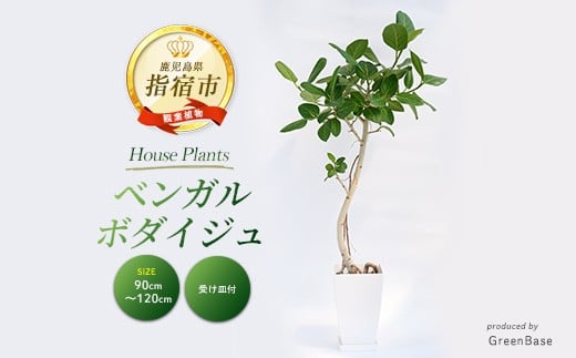 【観葉植物】ベンガルボダイジュ(フィカス・ベンガレンシス) 90cm～120cm (Green Base/027-1477) 南国鹿児島県で育った 観葉植物！植物 鉢付 インテリア 室内 オフィス おしゃれ マイナスイオン【配送不可地域：北海道・沖縄県・離島】