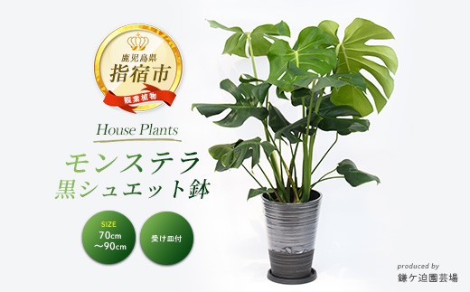【観葉植物】モンステラ70cm～90cm/黒シュエット鉢(鎌ヶ迫園芸場/021-1487) 南国鹿児島県で育った 観葉植物！植物 鉢付 インテリア 室内 オフィス おしゃれ プレゼント ギフト 開店祝い 移転祝い マイナスイオン【配送不可地域：北海道・沖縄県・離島】