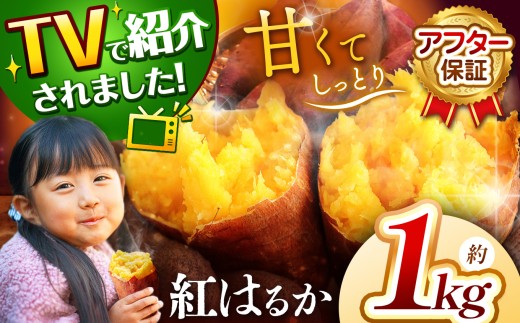 甘くておいしい!べにはるか 1kg 先行予約 [ 2025年9月中旬より順次発送予定 ]| さつまいも サツマイモ 芋 いも 野菜 紅はるか べにはるか 1kg 5kg 10kg