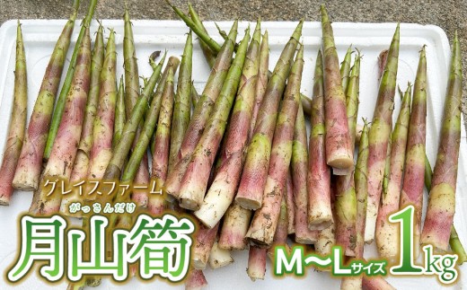 【令和8年産先行予約】月山筍 M～Lサイズ 1kg　山形県鶴岡産　グレイスファーム 2284203 - 山形県鶴岡市