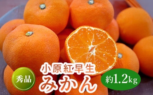 先行予約 小原紅早生みかん 約1.2kg  果物 フルーツ みかん 蜜柑 紅みかん 柑橘 温州みかん デザート スイーツ ケーキ ジュース ゼリー アイス シャーベット ジェラート フルーツ大福 ギフト 家庭用 香川県 丸亀市