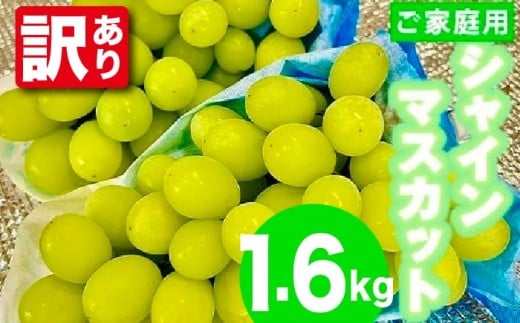 【訳あり】〈松尾農園〉シャインマスカット1.6kg(家庭用) [M882-1] 果物 果汁 ぶどう 高級 福岡 フルーツ 甘い マスカット 福岡県 宮若市 送料無料