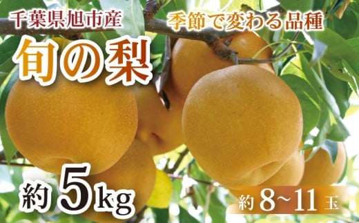 【 先行予約 】 梨 約 5kg 幸水 豊水 あきづき 等 約 8 ～ 11玉 なし 梨産地 甘い 旬 夏果物 2025年発送 先行予約 果肉 しゃりしゃり 水水しい みずみずしい 糖度 くだもの 果物 フルーツ 旬のフルーツ ふるさと納税 産地 送料無料 千葉県 千葉 旭市 旭市産 まる吉園 mkn