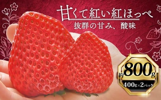 いちご 紅ほっぺ 計 800g 計 2 パック 高級 イチゴ 苺 セット べにほっぺ  2 パック 400g × 2 パック フルーツ 果物 ストロベリー 産地直送 国産 スイーツ デザート くだもの イチゴ 果物 贈答用 ギフト 畠農宝 静岡県 牧之原市