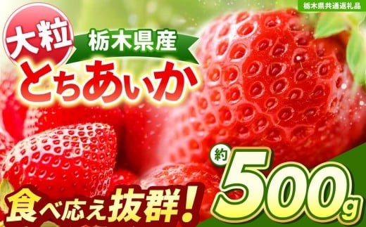 【先行予約】大粒とちあいか 約500g 【栃木県共通返礼品】| いちご とちあいか 大粒 新鮮 甘い  数量 限定 美味しい 果物 共通返礼品 フルーツ デザート 栃木県 送料無料 2242960 - 栃木県矢板市