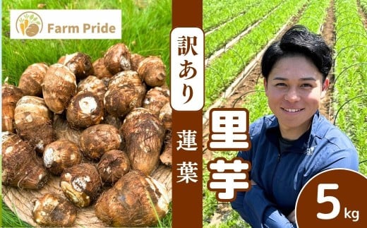 【訳あり】Farm Prideが育てた 里芋 5kg 不揃い | 訳あり 里芋 さといも サトイモ 芋 いも イモ  蓮葉 はすば 不揃い 根菜 野菜 芋煮 煮物 煮込み 料理 鍋 和食 新鮮 掘りたて ねっとり 国産 産地直送 季節限定 おいしい おすすめ  新鮮 フレッシュ Farm Pride 埼玉県 所沢市