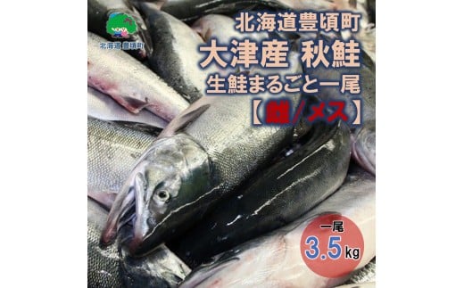 北海道豊頃町大津産 秋鮭 生鮭まるごと一尾【雌/メス】（約3.5kg）[№5891-0730]