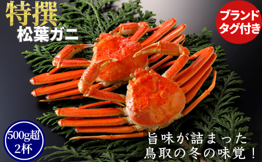 [ボイル]特撰 松葉がに(タグ付き)600g超の大きいサイズ 食べ応えあり 3杯