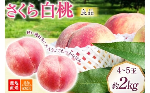 [2026年発送]桃 山梨 良品 朝どれ 硬い桃 さくら白桃 約2.0kg 4∼5玉 朝獲れ 大玉 さくら 白桃 もも 桃 モモ フルーツ 果物 山梨県産 産地直送 期間限定 季節限定 冷蔵 8月下旬から発送 [韮崎市桃農家の産直 山梨県 韮崎市 20745238]