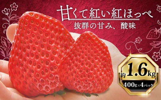 いちご 紅ほっぺ 計 1600g 計 4 パック 高級 イチゴ 苺 セット べにほっぺ  4 パック 400g × 4 パック フルーツ 果物 ストロベリー 産地直送 国産 スイーツ デザート くだもの イチゴ 果物 贈答用 ギフト 畠農宝 静岡県 牧之原市