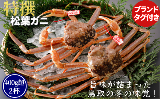 [活物]特撰 松葉がに(タグ付き)600g超の大きいサイズ 食べ応えあり 2杯