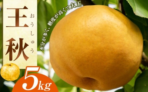 梨 王秋 5kg（JA）※2025年10月下旬～11月下旬頃に順次発送予定【梨 なし ナシ 王秋 フルーツ 果物 鳥取県 北栄町 おすすめ 人気】