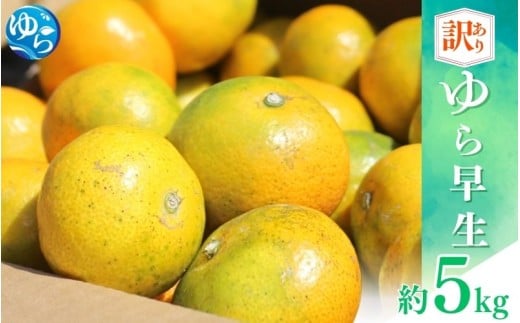 訳あり ゆら 早生 みかん 5kg / 温州みかん 和歌山 わけあり 甘い 柑橘 ※2025年10月中旬～順次発送【fmlb092】 2286512 - 和歌山県由良町