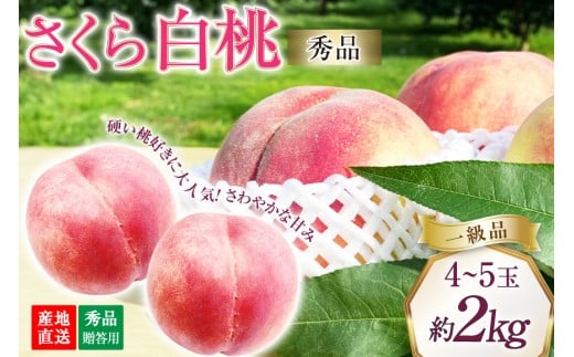 [2026年発送]桃 山梨 秀品 朝どれ 硬い桃 さくら白桃 約 2.0kg 4〜5玉 朝獲れ 大玉 さくら 白桃 もも 桃 モモ フルーツ 果物 山梨県産 産地直送 期間限定 季節限定 冷蔵 8月下旬から発送 [韮崎市桃農家の産直 山梨県 韮崎市 20745237]