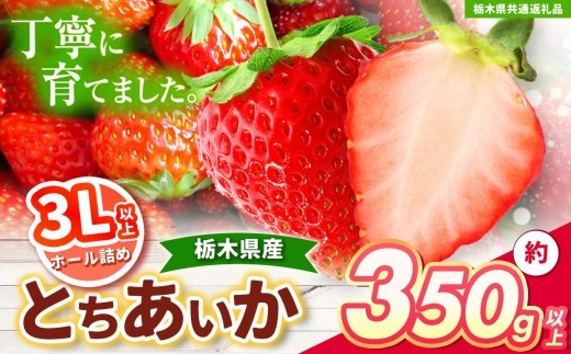 【先行予約】とちあいか 3L以上ホール詰め 350g 【栃木県共通返礼品】| いちご とちあいか 大粒 新鮮 甘い  果物 共通返礼品 フルーツ デザート 栃木県 送料無料 2242959 - 栃木県矢板市