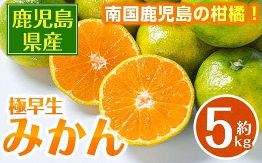 i1171 《数量・期間限定》鹿児島みかん（極早生系・約5kg） みかん 蜜柑 ミカン 柑橘 極早生 10kg 果物 フルーツ 果実 国産 鹿児島 訳あり 【江崎果樹園】