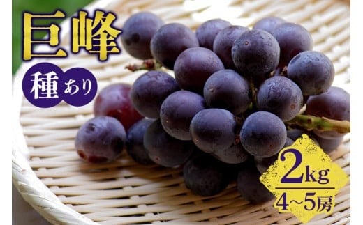 【 2025年 先行予約 】 巨峰 2kg （ 種あり ） 久家ぶどう園 4房 ～ 5房 ぶどう ブドウ 有機 肥料 ハウス 栽培 国産 果物 くだもの 葡萄 フルーツ 2キロ 8月 発送 夏 旬 品種 茨城県産 産地直送 産直 農家直送 冷蔵 茨城県 石岡市 (A04-003) 791526 - 茨城県石岡市