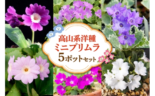 高山系洋種ミニプリムラ5ポットセット