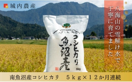 【令和７年産 新米】【お米定期便/全１２回】南魚沼産コシヒカリ　白米５ｋｇ＜５割減農薬栽培米＞城内農産