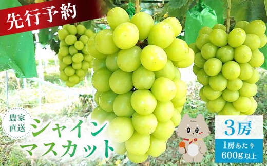 【2025年先行予約】《2025年10月上旬～11月下旬出荷》 宮城県丸森町産 シャインマスカット　3房(1房 600g以上)|宮城県 宮城 丸森町 丸森 シャインマスカット ぶどう ブドウ 葡萄 600g以上 3房 フルーツ 期間限定  産地直送  ふるさと納税【48006】 2282099 - 宮城県丸森町