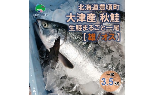 北海道豊頃町大津産 秋鮭 生鮭まるごと一尾【雄/オス】（約3.5kg）[№5891-0729]