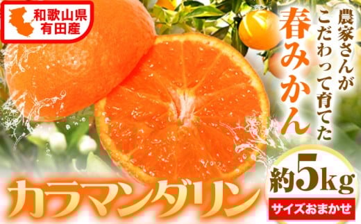 【先行予約】みかん 濃厚 春みかん 有田産 カラマンダリン 約5kg ( サイズおまかせ ) 厳選館《2026年4月上旬-5月中旬頃出荷》和歌山県 日高川町 柑橘 果物 送料無料