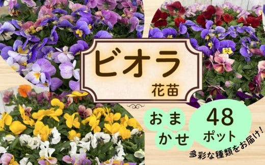 ビオラ おまかせ 48ポット 花 生産農場 直送 寄せ植え ガーデニング 観葉植物 緑 はな hana 苗 びおら ハナ hana biora グリーン ぐりーん DIY 生花 しょくぶつ アレンジメント スタンド花 プランター ガーデニング ベランダ 庭 季節の花 庭づくり 植物 渡辺花園 神奈川 湘南 藤沢 2289384 - 神奈川県藤沢市