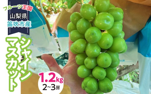 ＜25年発送＞山梨県産 シャインマスカット 1.2キロ （２～３房）231-001 1963256 - 山梨県笛吹市