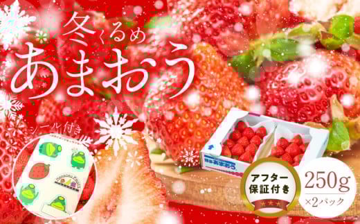 福岡産【冬】あまおう2パック_冬くるめ あまおう 250g × 2パック 合計 500g 冷蔵 濃厚 甘い 大粒 果汁 アフター保証 安心安全 国産 いちご 果物 アレンジ おやつ フルーツ スイーツ スムージー ジャム 南国フルーツ お取り寄せ 福岡県 久留米市 送料無料 福岡限定_Fi010 336185 - 福岡県久留米市