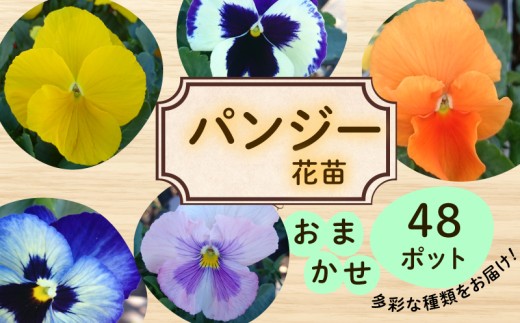パンジー おまかせ 48ポット 花 生産農場 直送 寄せ植え ガーデニング 観葉植物 緑 はな hana 苗 ぱんじー ハナ hana グリーン ぐりーん panji- DIY 生花 しょくぶつ アレンジメント スタンド花 プランター ベランダ 庭 季節の花 庭づくり 植物 渡辺花園 神奈川 湘南 藤沢  2289385 - 神奈川県藤沢市