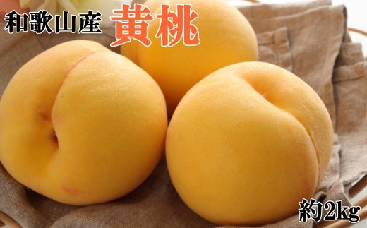 人気 和歌山県産 黄桃（つきあかり、ゆめおうみ）約2kg【数量限定】 ★2026年7月中旬～8月上旬頃順次発送★【TM177】 910151 - 和歌山県九度山町