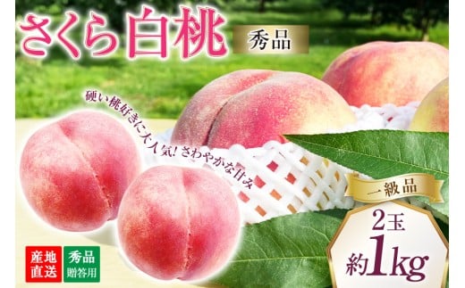 [2026年発送]桃 山梨 秀品 朝どれ 硬い桃 さくら白桃 約 1.0kg 2玉 朝獲れ 大玉 さくら 白桃もも 桃 モモ フルーツ 果物 山梨県産 産地直送 期間限定 季節限定 冷蔵 8月下旬から発送 [韮崎市桃農家の産直 山梨県 韮崎市 20745236]