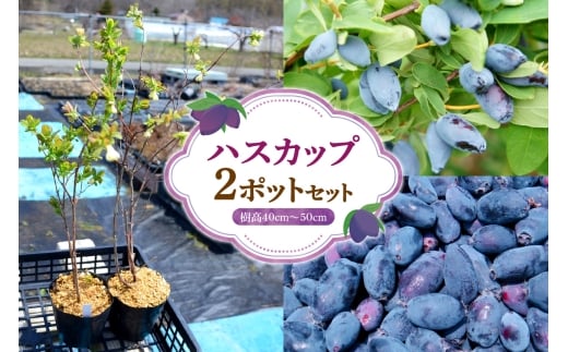 ハスカップ2ポットセット