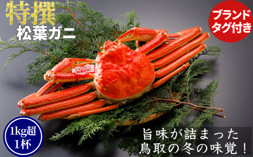 【ボイル】特撰 松葉がに（タグ付き）600g超の大きいサイズ 食べ応えあり　1杯