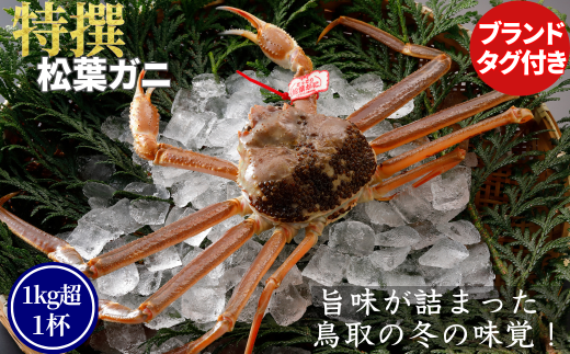 [活物]特撰 松葉がに(タグ付き)600g超の大きいサイズ 食べ応えあり 1杯