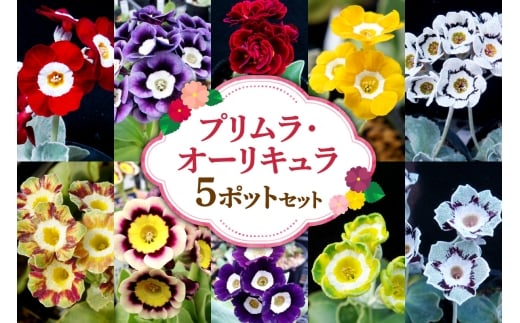 プリムラ・オーリキュラ5ポットセット