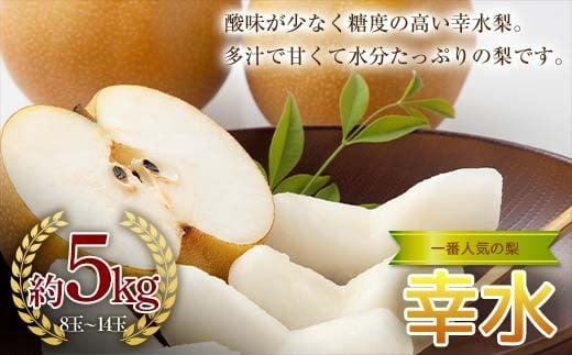 《2026年秋出荷》一番人気の梨 幸水 約