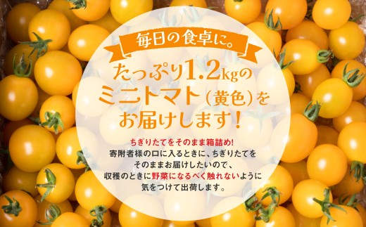 たっぷり1.2kgのミニトマト(黄色)をお届けします！