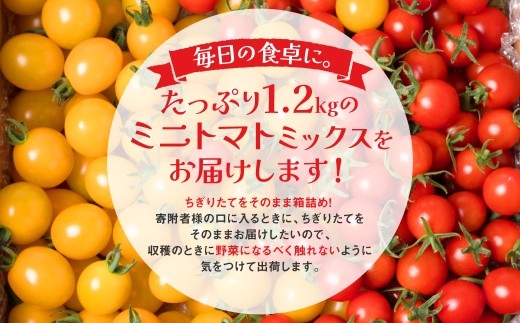 たっぷり1.2kgのミニトマトミックスをお届けします。